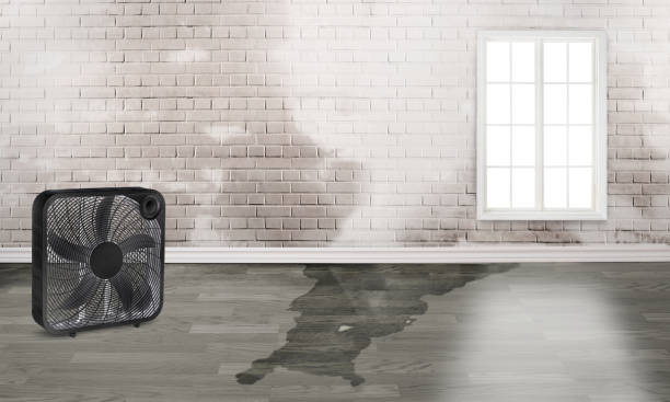 Best Water damage restoration company  in Pierz, MN